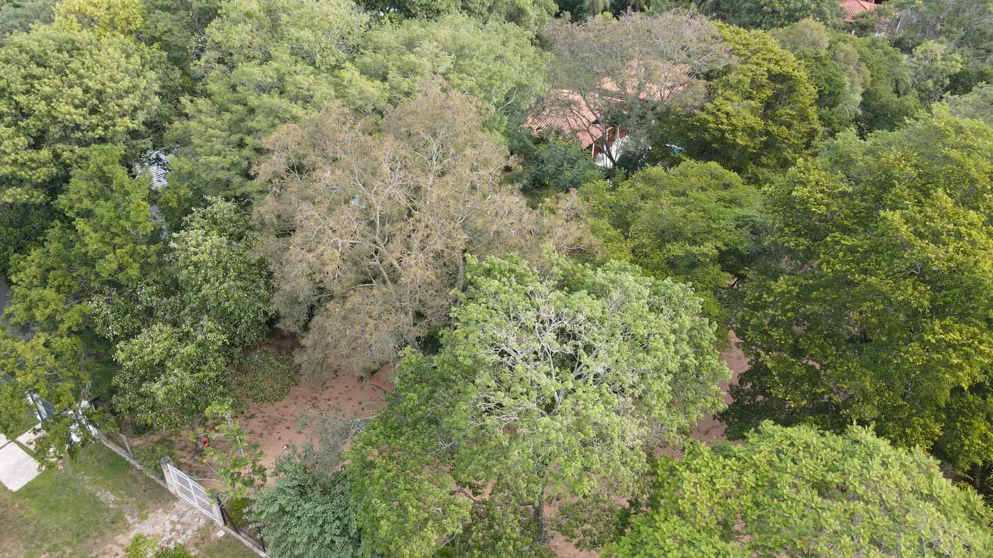 Haus-mieten-in-Paraguay-(3) Anwesen mit 2 Häusern Pool und großem Garten