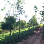 Grundtueck kaufen Paraguay 1 e1770468180102